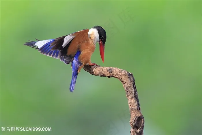 煽动翅膀的蓝翡翠鸟类图片