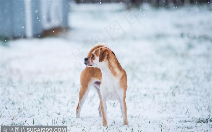 雪地里的宠物狗狗图片