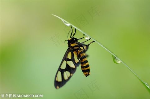 自然风景-趴在挂着露水叶子上的蝴蝶