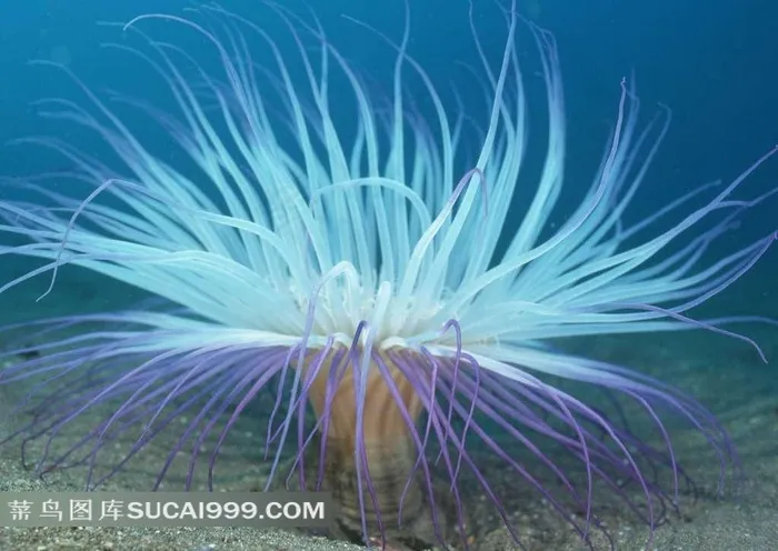 美丽的海葵