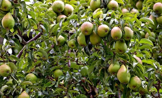 果园里的树上的梨