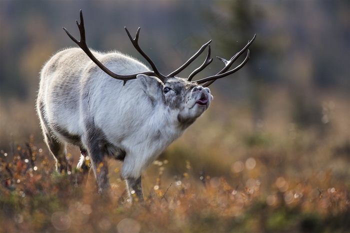 唯美野生动物小驯鹿图片