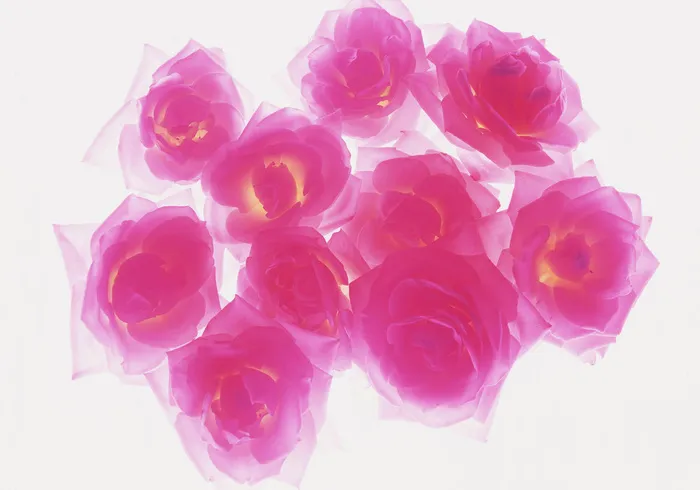 图片设计素材背景鸟语花香