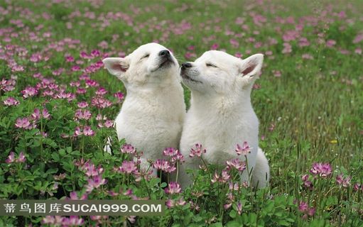 鲜花丛中亲吻的小狗素材