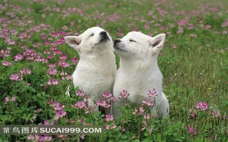 鲜花丛中亲吻的小狗素材