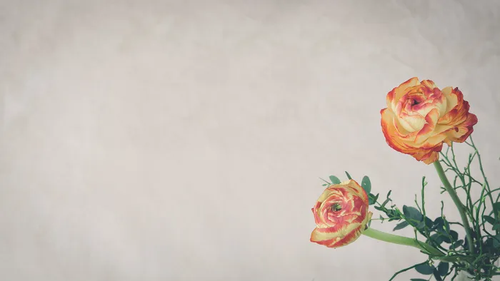 玫瑰花背景图