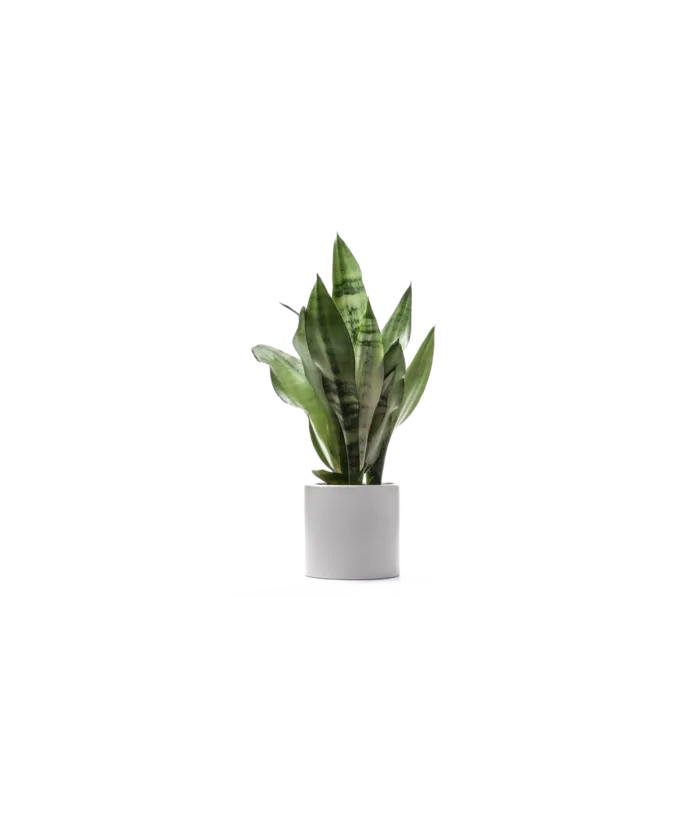 绿色植物盆栽大叶子免扣png 拷贝