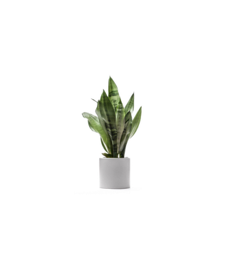 绿色植物盆栽大叶子免扣png 拷贝