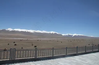 蓝天高山草原牛群图片