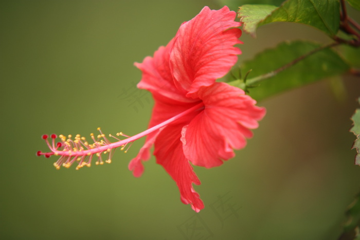 高清红色鲜花下载