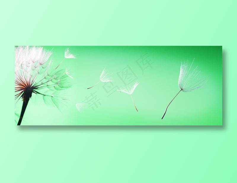 绿色背景上被风吹散的蒲公英高清图片