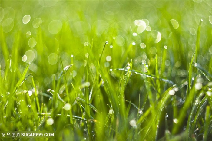 挂满露珠的小草植物高清图片