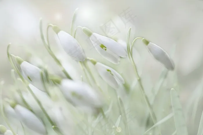 雪花莲, 大器晚成, 春天的花朵, 花
