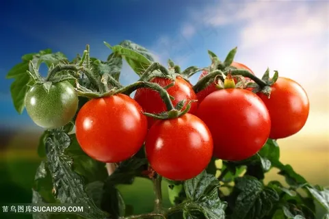新鲜的西红柿图片