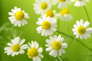 高清小皱菊鲜花图片