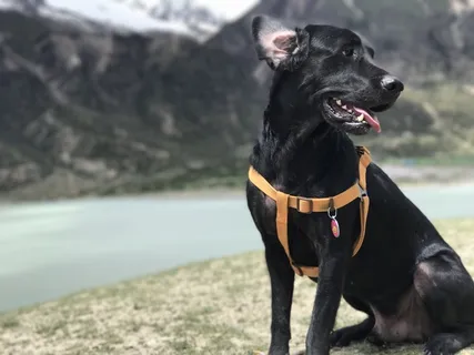 黑色萌犬拉布拉多图片 黑色萌犬拉布拉多图片