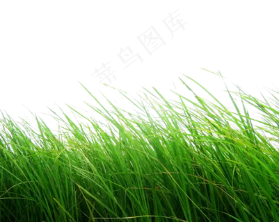 草地免扣png  草地免扣png