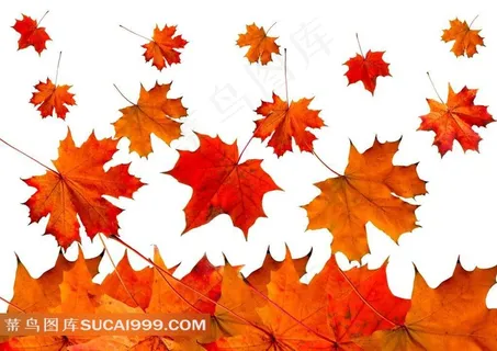 高清秋季枫叶树叶素材图片下载