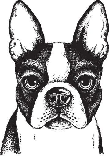 斗牛犬 PNG 黑色图像免抠(698x1000)