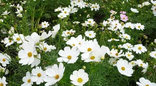 高清波斯菊图片下载