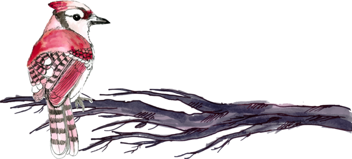 简约风手绘素描动画小鸟鸟儿免扣PNG图片素材 (69)