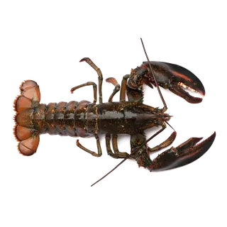 虾类(12)海鲜超市商品红酒白底图免抠实物摄影png格式图片透明底