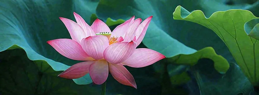 夏天荷塘盛开荷花荷叶绿色清新，夏至立夏大暑小暑处暑摄影图