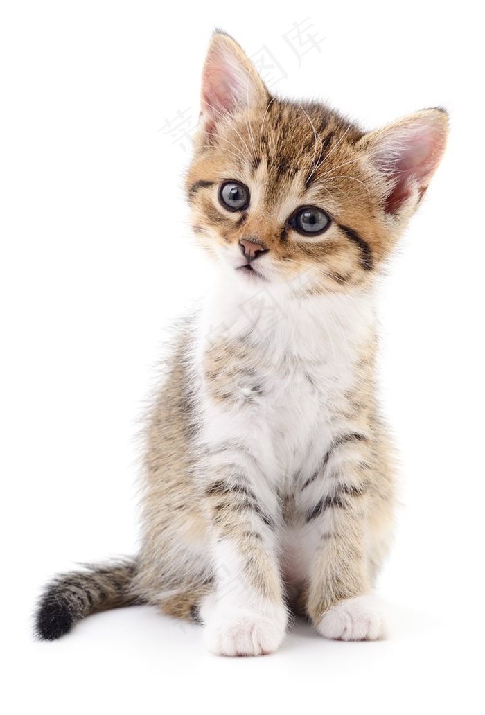 虎纹猫咪侧面高清摄影图片