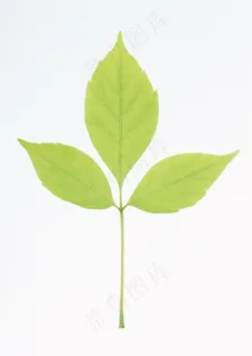 花草特写 1892 花草特写 1892