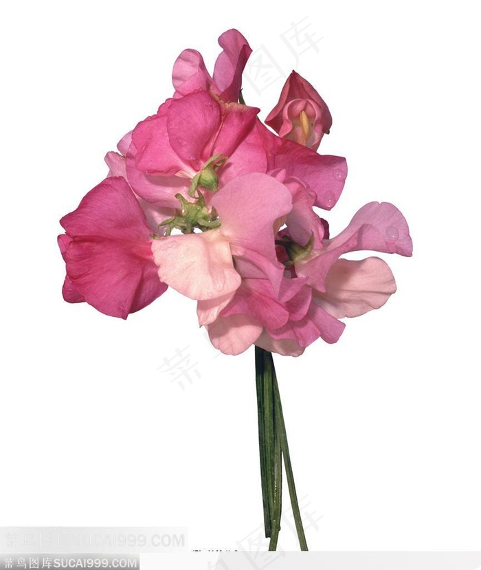 情人节花物语-一束漂亮的蝴蝶兰