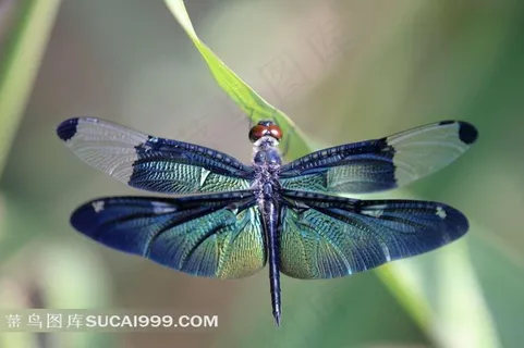 蜻蜓微距图片 蜻蜓微距图片