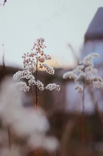 非主流花草风景图片 非主流花草风景图片