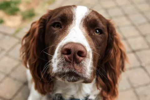 英国史宾格犬图片 英国史宾格犬图片