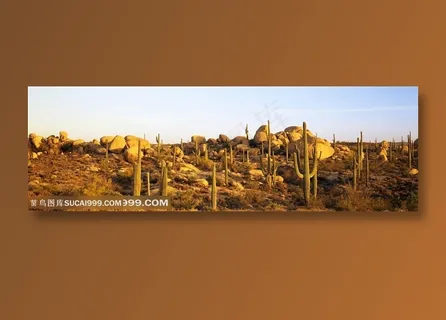 沙漠仙人掌