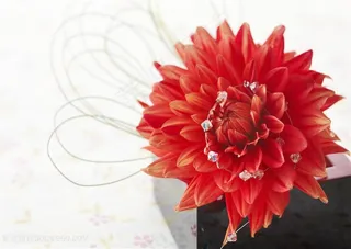 精美红色花朵高清图片