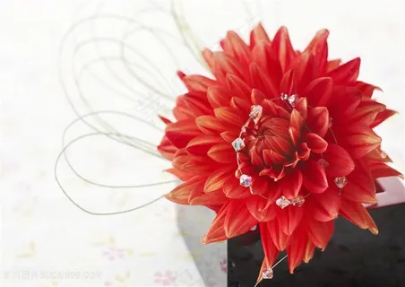 精美红色花朵高清图片 精美红色花朵高清图片