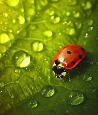 春夏天季节七星瓢虫昆虫绿叶，夏至摄影图