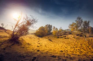 沙漠荒地枯萎植物
