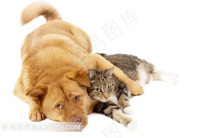 可爱萌宠狗狗和猫咪素材大图