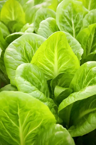 菜园里的青菜摄影图