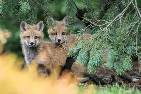 两头可爱的小狼唯美野生动物图片动物大全