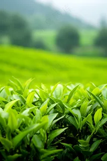 茶叶茶园种植摄影图 茶叶茶园种植摄影图