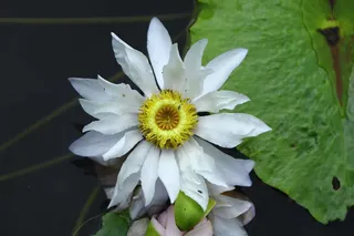 白色池塘睡莲特写背景图