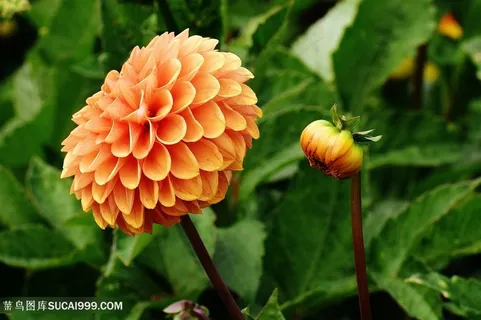 高清大丽花鲜花图片