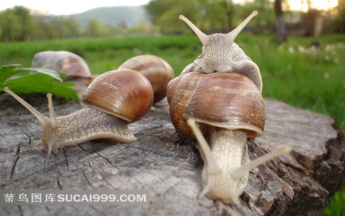 木桩上的蜗牛摄影素材