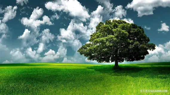 蓝天白云草地一棵树图片