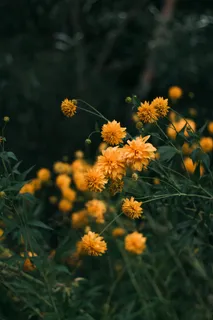 盛开的小黄菊花图片 盛开的小黄菊花图片