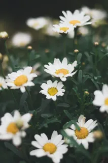 菊花立春春天背景花图片 菊花立春春天背景花图片