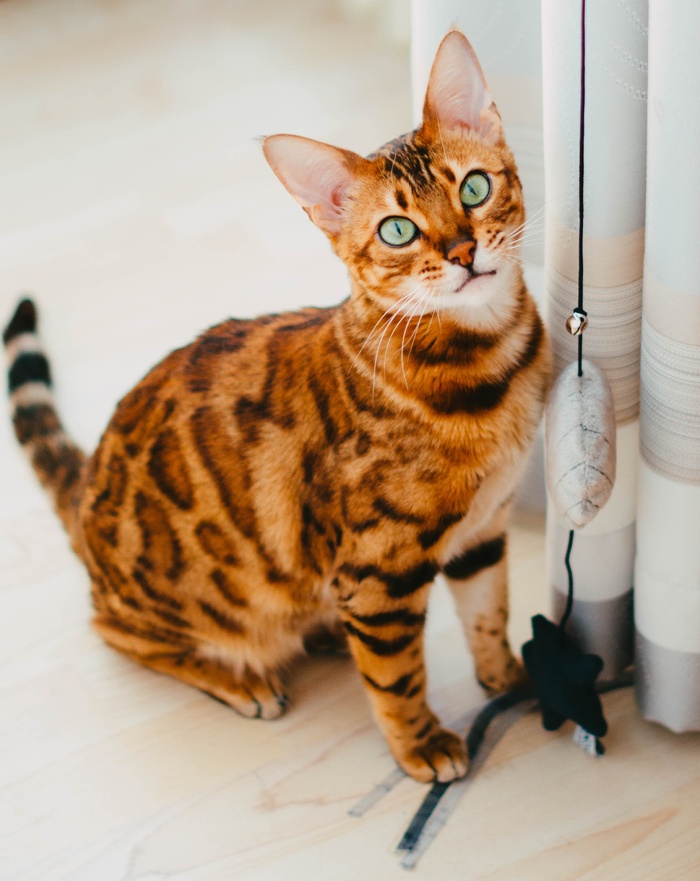可爱猫咪猫猫摄影素材