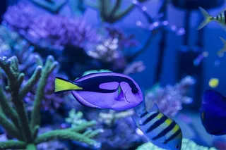 绮丽的海底世界高清图片